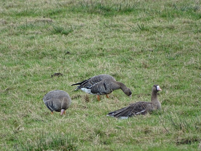 林昀儒以其 林昀儒以其
